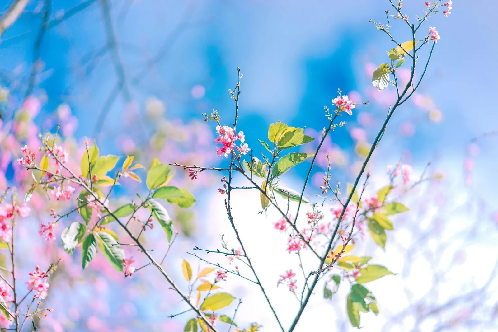 Nature